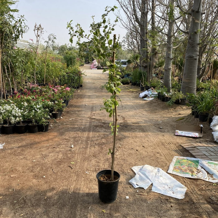 Ziziphus Spina Christi or Sidr Tree شجرة سدر - Greensouq - 