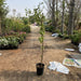 Ziziphus Spina Christi or Sidr Tree شجرة سدر - Greensouq - 