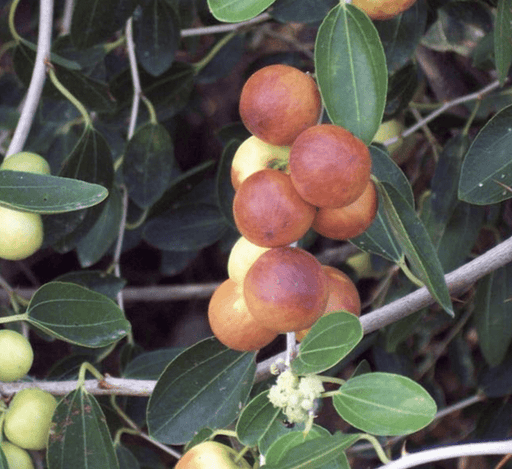 Ziziphus Spina Christi or Sidr Tree شجرة سدر - Greensouq - 