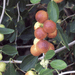 Ziziphus Spina Christi or Sidr Tree شجرة سدر - Greensouq - 