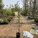 Ziziphus Spina Christi or Sidr Tree شجرة سدر - Greensouq - 
