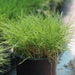 Zoysia Japonica or Korean Lawn Grass