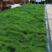 Zoysia Japonica or Korean Lawn Grass - Greensouq - 