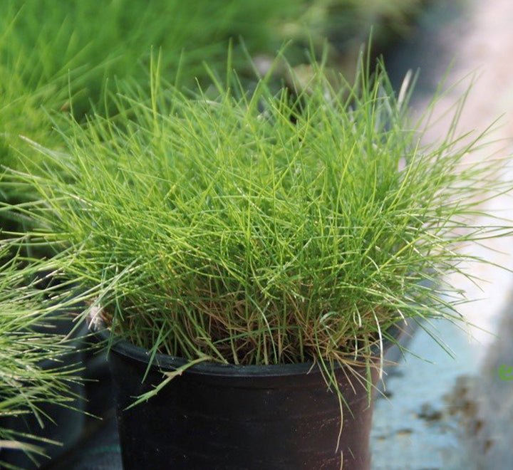 Zoysia Japonica or Korean Lawn Grass - Greensouq - 