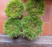 Zoysia Japonica or Korean Lawn Grass - Greensouq - 