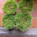 Zoysia Japonica or Korean Lawn Grass - Greensouq - 