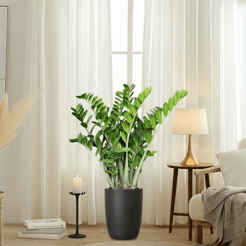 ZZ Plant indoor / Zamioculcas Zamiifolia, Zanzibar Gem in Black Ceramic Pot 80 - 100cm - Greensouq - 
