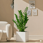 ZZ Plant indoor / Zamioculcas Zamiifolia, Zanzibar Gem60 - 80cm in in Grp Square Pot 40x40 | UAE's Lush Greens! - Greensouq - 