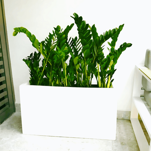 ZZ Plants Indoor in Fiber Glass Pot (GRP) (90 - 30 - 50cm) - Greensouq - 