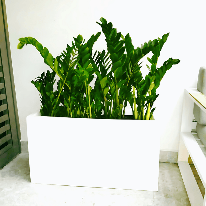 ZZ Plants Indoor in Fiber Glass Pot (GRP) (90 - 30 - 50cm) - Greensouq - 