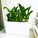 ZZ Plants Indoor in Fiber Glass Pot (GRP) (90 - 30 - 50cm) - Greensouq - 