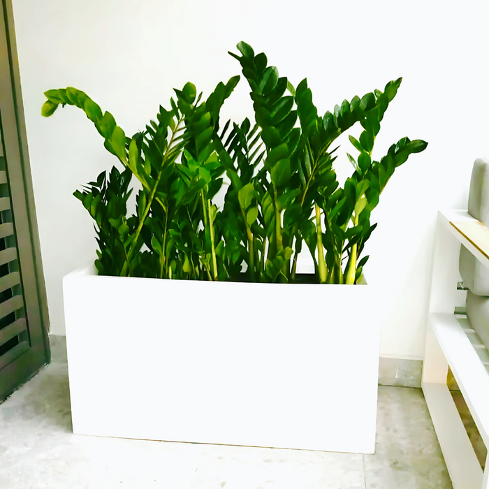 ZZ Plants Indoor in Fiber Glass Pot (GRP) (90-30-50cm)