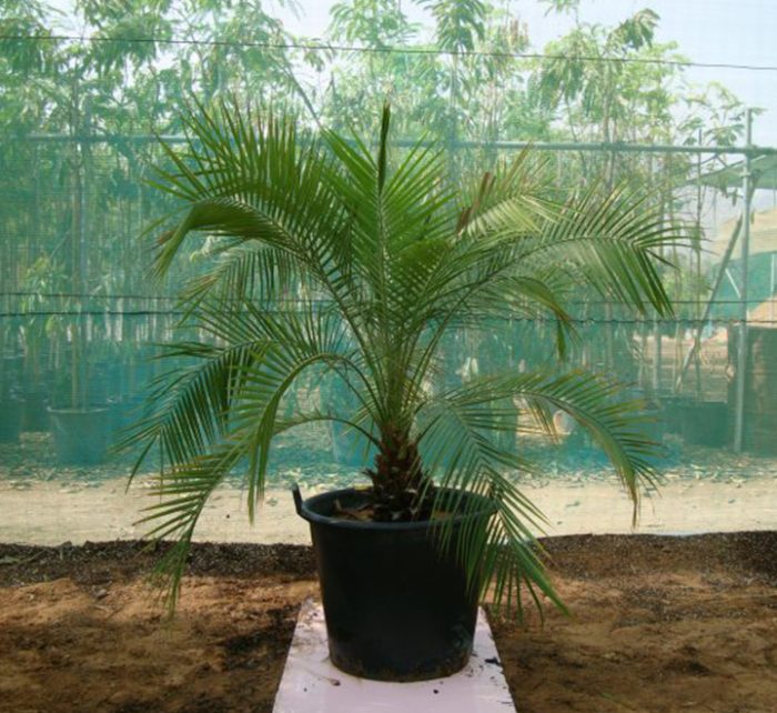 Phoenix roebelenii “Miniature date palm” Greensouq
