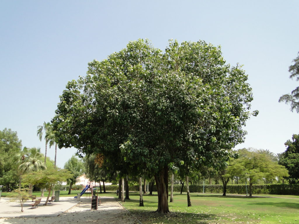 Ficus religiosa or sacred fig Buy Online Green Souq UAE