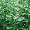 Vitex rotundifolia or Beach Vitex