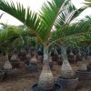 Hyophorbe lagenicaulis “Bottle Palm”