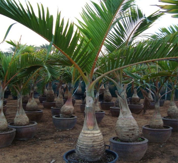 Hyophorbe lagenicaulis “Bottle Palm”