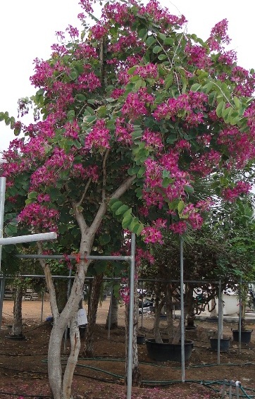 Bauhinia purpurea 