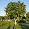 Cordia sebestena or Orange Geiger Tree
