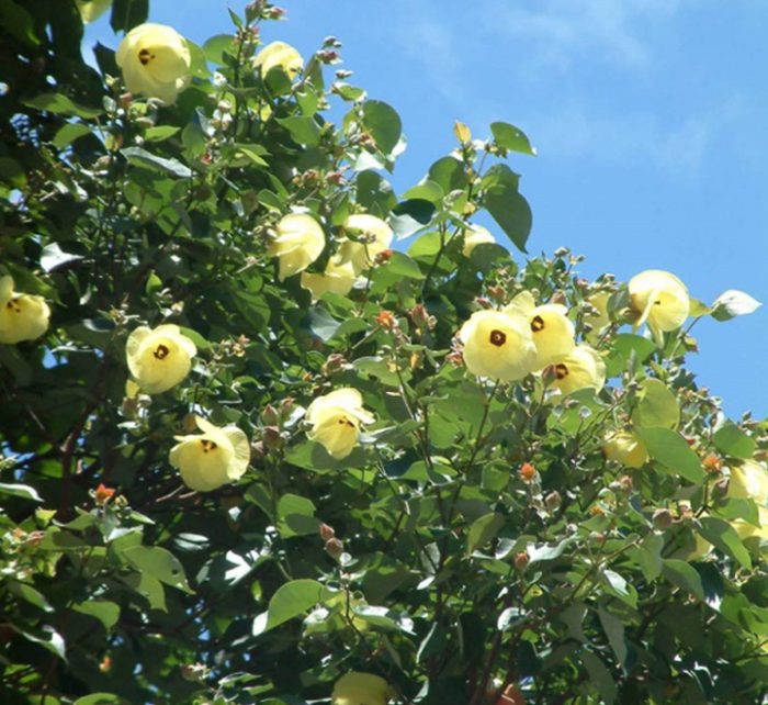 Hibiscus tiliaceus “Beach Hibiscus”