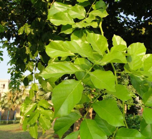 Pongamia Glabra or Pongame oil Tree - Buy Online - Green Souq UAE