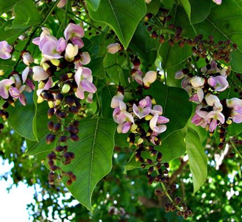 Pongamia glabra or Pongame oil Tree - Buy Online - Green Souq UAE