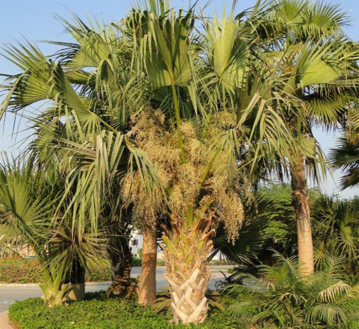 Sabal palmetto “Cabbage Palmetto, Sabal Palm, Carolina Palmetto”