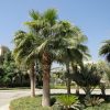 Washingtonia robusta “Mexican Fan Palm”