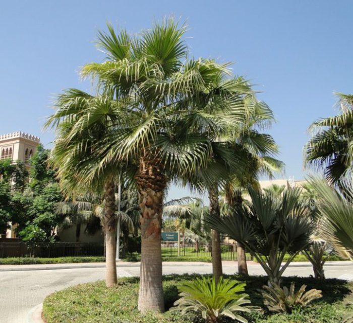 Washingtonia robusta “Mexican Fan Palm”