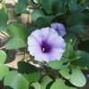 Ipomoea pes-caprae, Railroad Vine or Railway Creeper