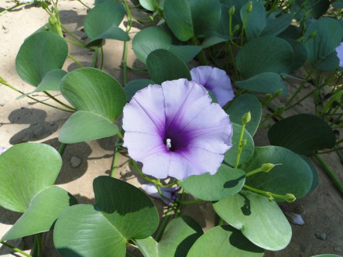 Ipomoea pes-caprae, Railroad Vine or Railway Creeper