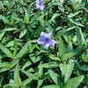 Ruellia ciliosa or wild petunia