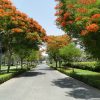 Delonix regia, Flame Tree or Royal Poinciana