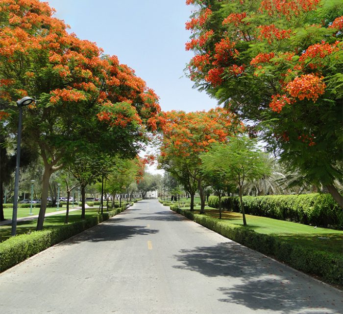 Delonix regia, Flame Tree or Royal Poinciana