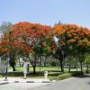 Delonix regia, Flame Tree or Royal Poinciana