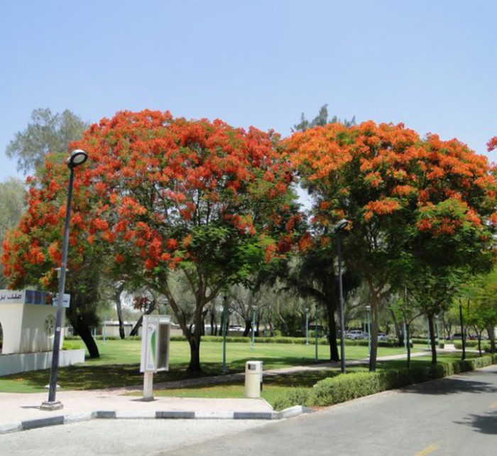 Delonix regia, Flame Tree or Royal Poinciana