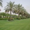 palm tree Phoenix dactylifera “Date Palm” النخلة