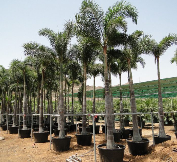 Wodyetia bifurcata “Foxtail Palm” ثعلب النخيل