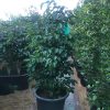 Ficus benjamina “Weeping Fig” 130-150cm