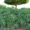 Cyperus alternifolius “Umbrella Sedge”