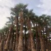 Washingtonia robusta “Mexican Fan Palm”