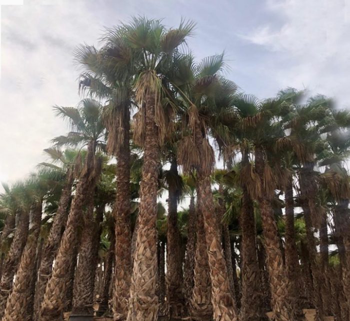 Washingtonia robusta “Mexican Fan Palm”