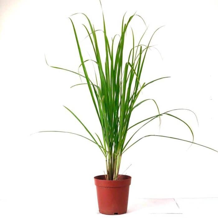 lemon grass