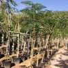 Delonix regia, Flame Tree or Royal Poinciana