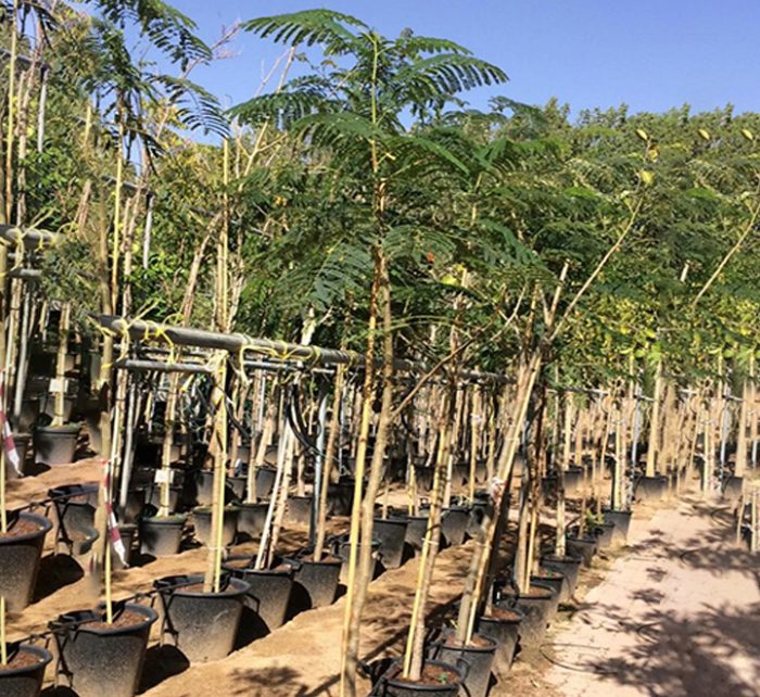 Delonix regia, Flame Tree or Royal Poinciana