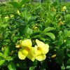 Allamanda cathartica or Golden trumpet 60 – 80cm