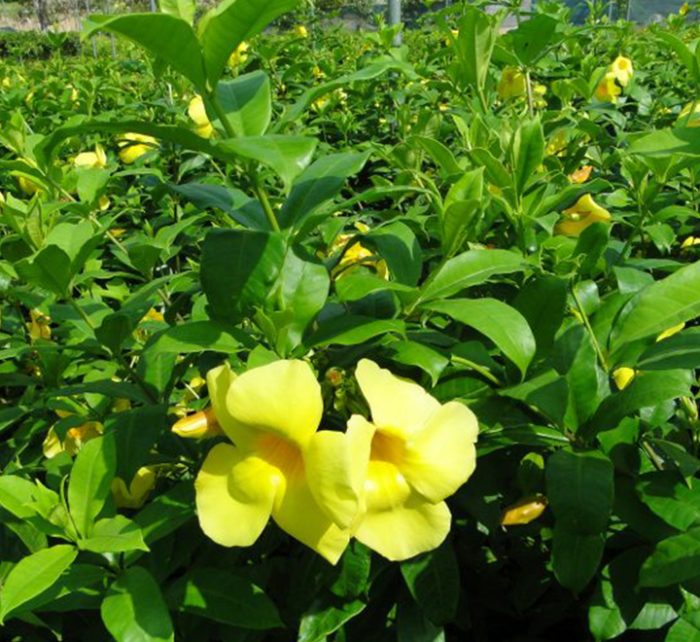 Allamanda cathartica or Golden trumpet 60 – 80cm