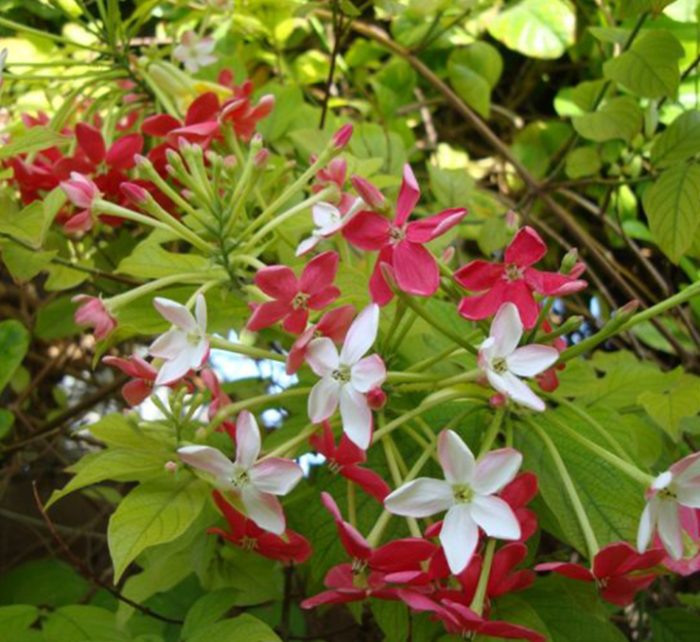 Quisqualis indica Or Rangoon Creeper 80 – 100cm