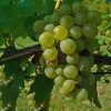 Vitis vinifera Or Grapes Vine العنب فاين