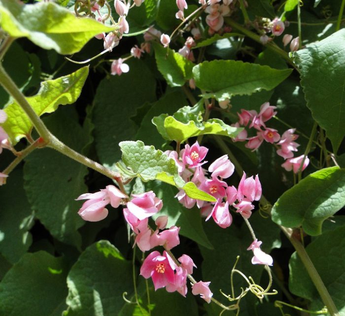 Antigonon leptopus or Coral vine “Mexican creeper” 60 – 80cm